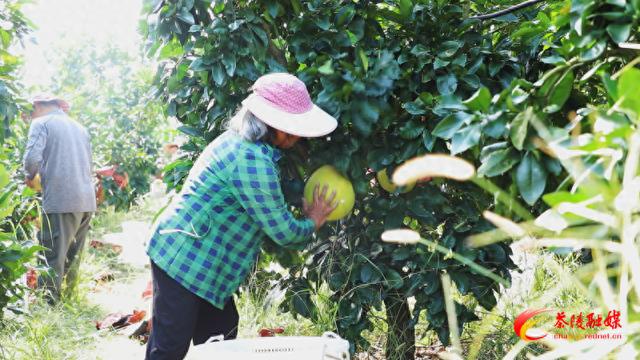 新奥门特免费资料大全管家婆,茶陵：“柚”到丰收时 三红蜜柚甜蜜上市