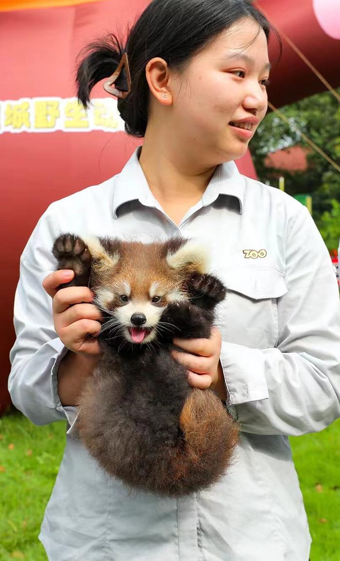 小熊猫四胞胎诞生图片