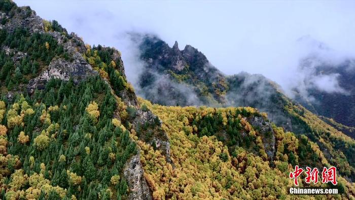 秋至高原 青海互助北山国家森林公园现绚丽秋景