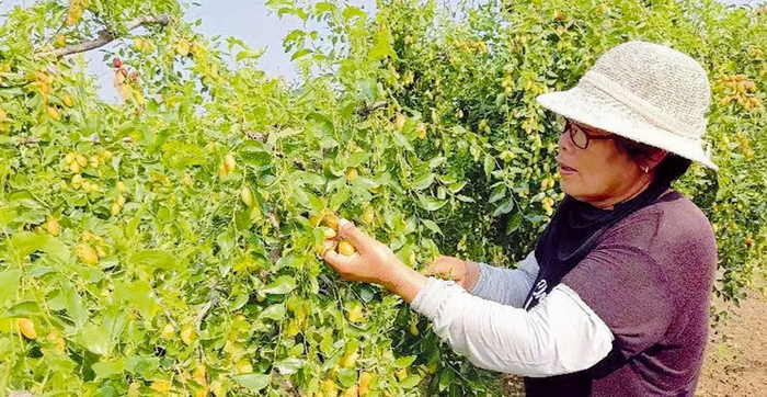 天津市静海区子牙镇西高庄村农户吕素芬的枣园迎来了丰收。静海区委宣传部供图