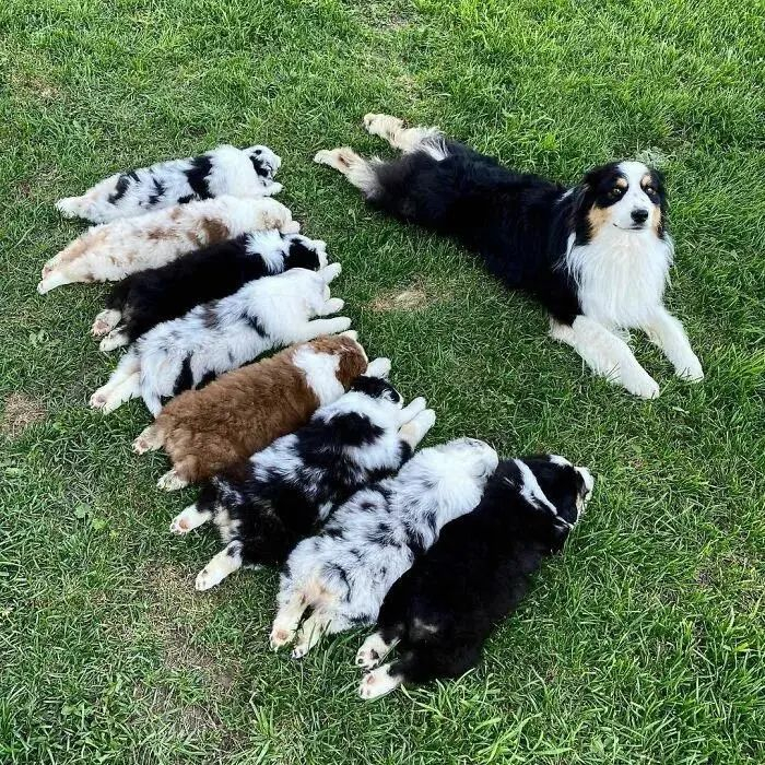 金毛麻麻和牧羊犬粑粑,生出了一堆黑黄花的崽崽.