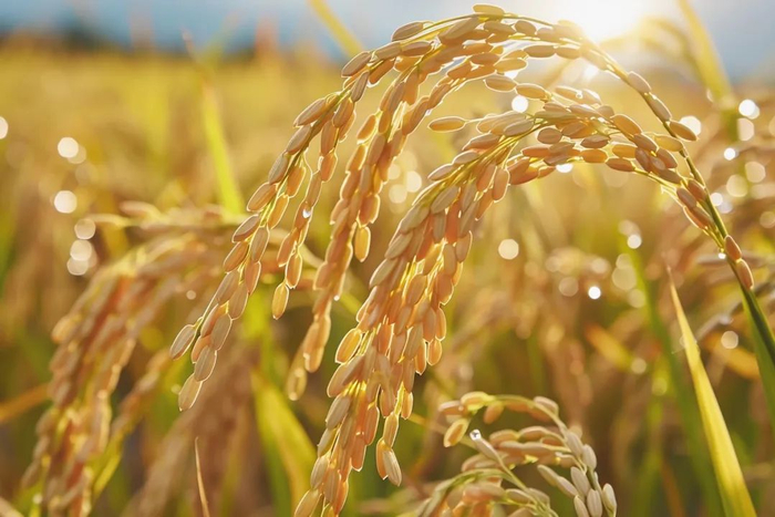 来源：界面图库