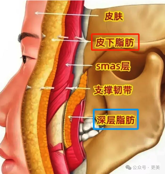 正常颊系带的位置图片图片