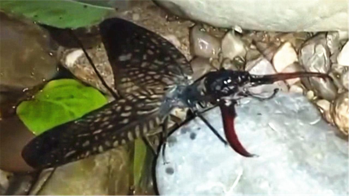 青城山惊现神秘"巨钳怪",专家考察揭开怪物真相:越中巨齿蛉!