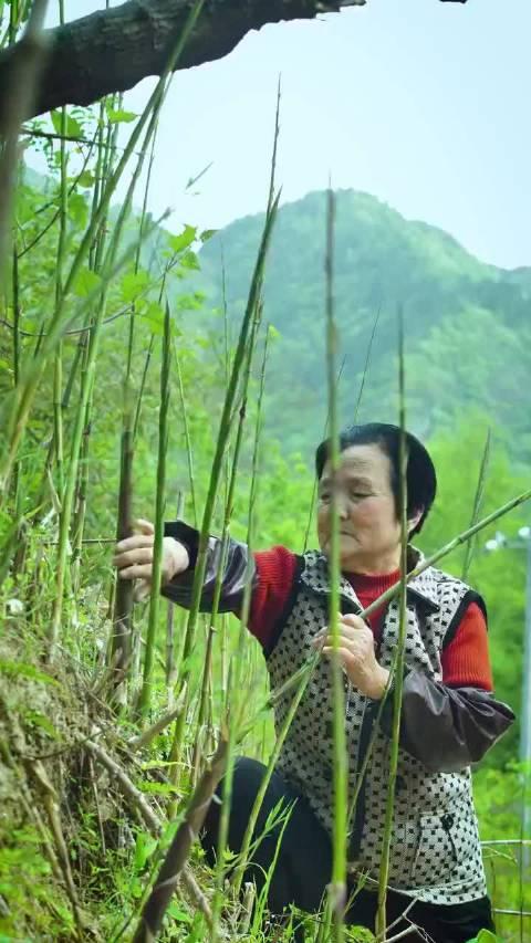 野山笋图片