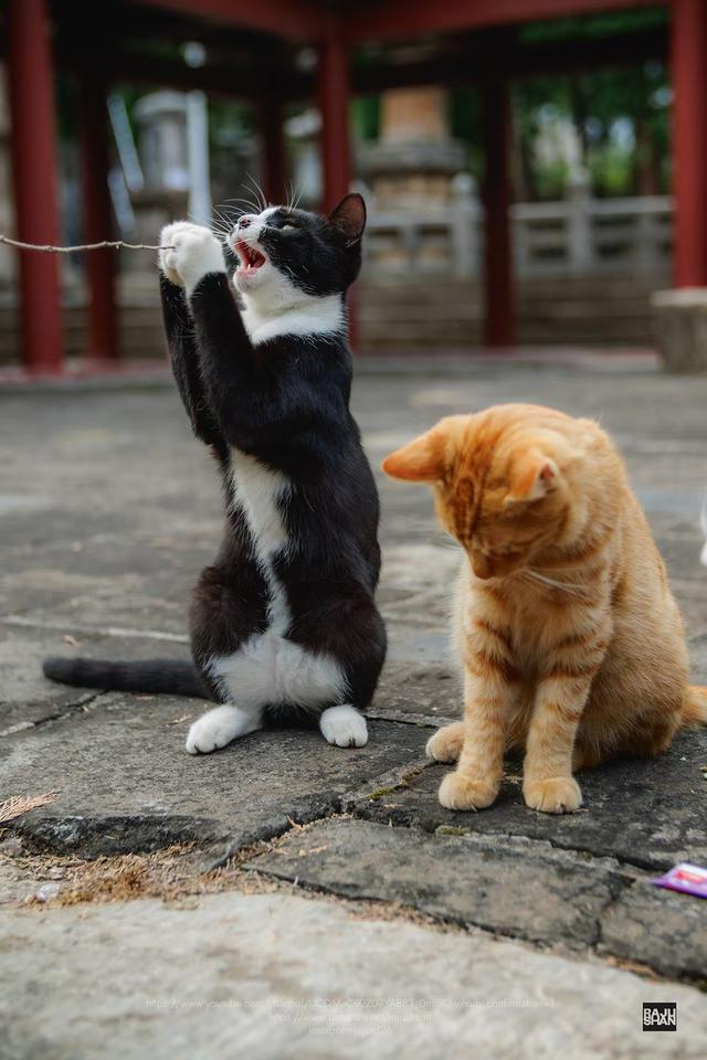 一大群猫生活在四门塔景区。/印度摄影师Raju 图