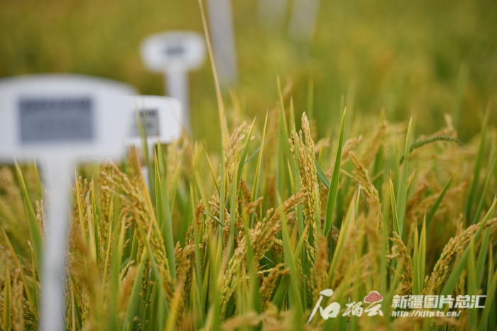 喀什市帕哈太克里乡中农海稻喀什科研试验基地种植的海水稻（9月29日摄）。