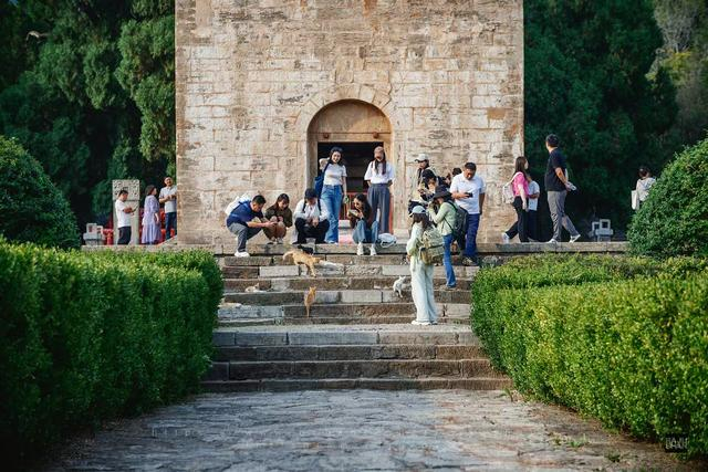 四门塔的游客和猫。/印度摄影师Raju 图