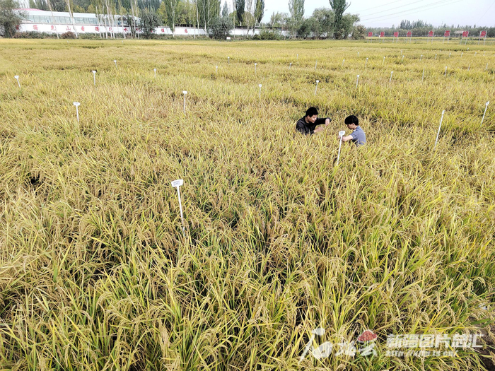 9月29日，工作人员在喀什市帕哈太克里乡中农海稻喀什科研试验基地查看水稻长势。