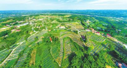 俯瞰雁江蜜柑林。