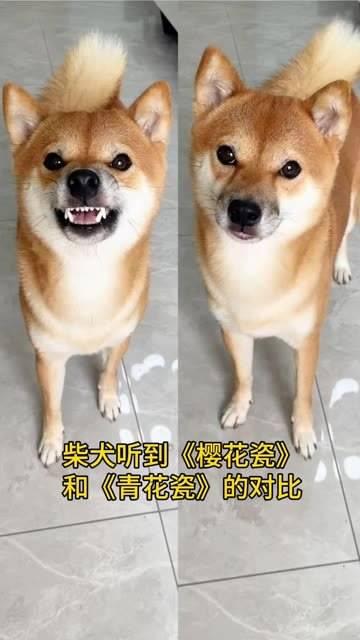 宠物幽默 柴犬 狗子的表情全在脸上 音乐