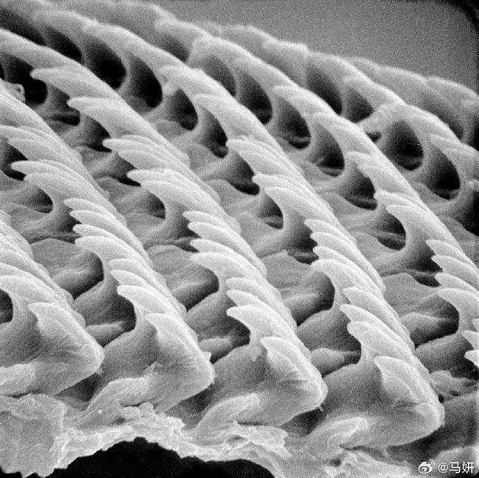 蜗牛惊人牙齿之谜