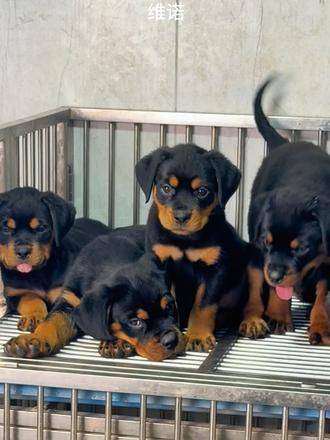 罗威纳护卫犬 一看就非常听话的小狗 听话