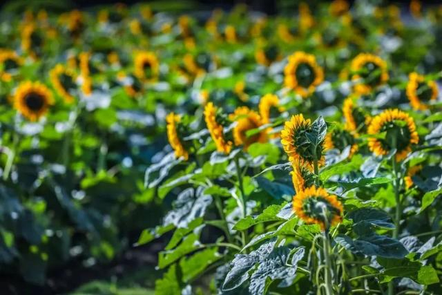 “上海辰山植物园”微信公号 图