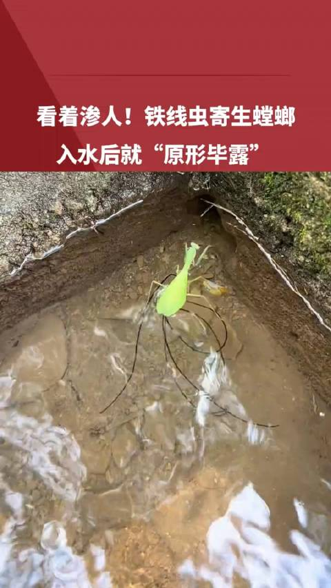 铁线虫寄生螳螂,入水后"原形毕露" !引人不适请谨慎观看!