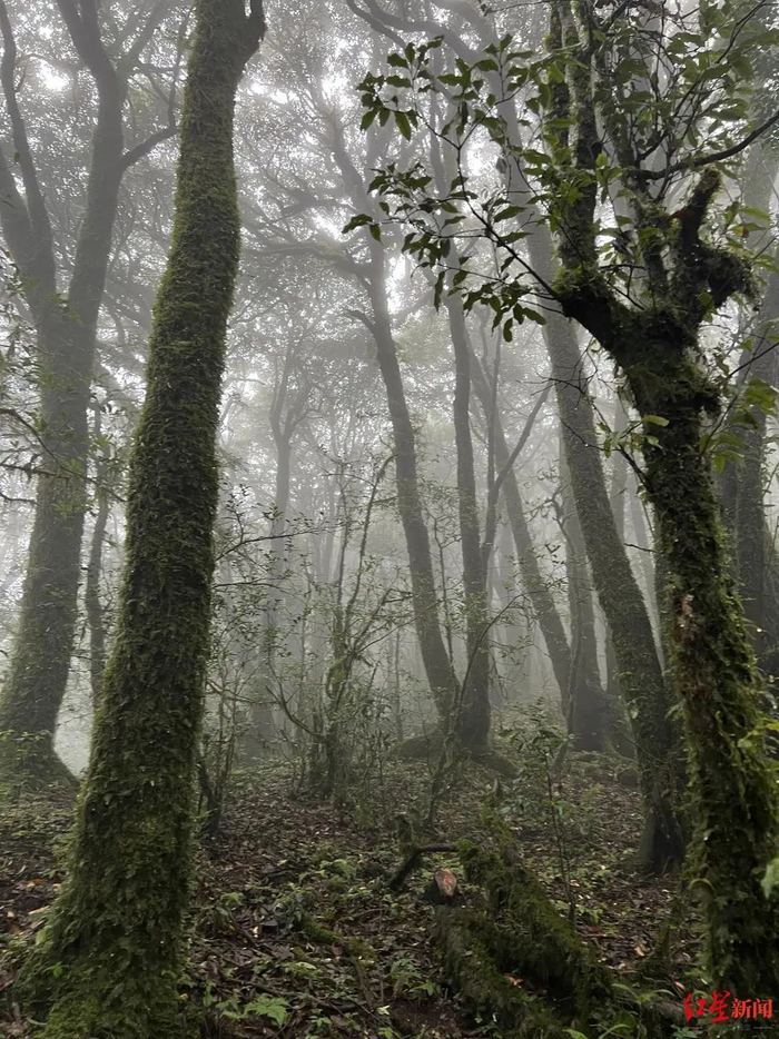 哀牢山金山原始森林公园