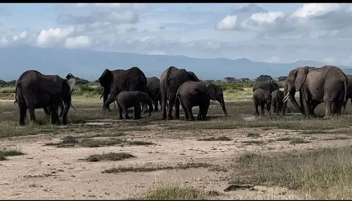 再次回到非洲的第一周正是圣诞节假期，公司组织去国家公园看动物。（图/受访者供图）