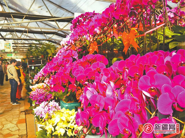 10月6日，市民在南昌路明珠花卉市场挑选鲜花。