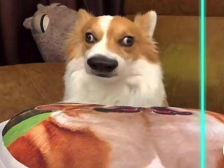 变身智慧犬 柯基 晒出你的呆萌犬 表情包 表情包