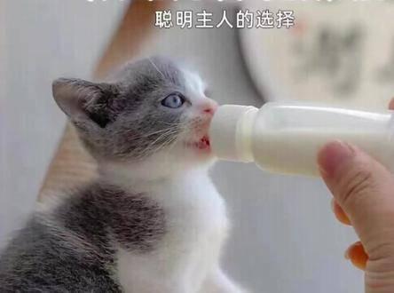 猫咪奶瓶 宠物幼崽喂奶器 新生小奶猫专用用品 爱宠萌宠 初学者养猫