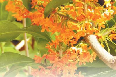 丹桂。资料图片