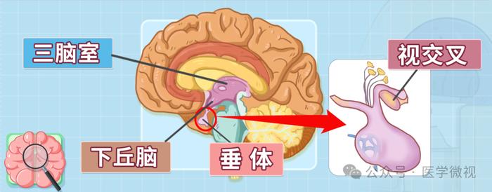 儿童脑垂体大小图片