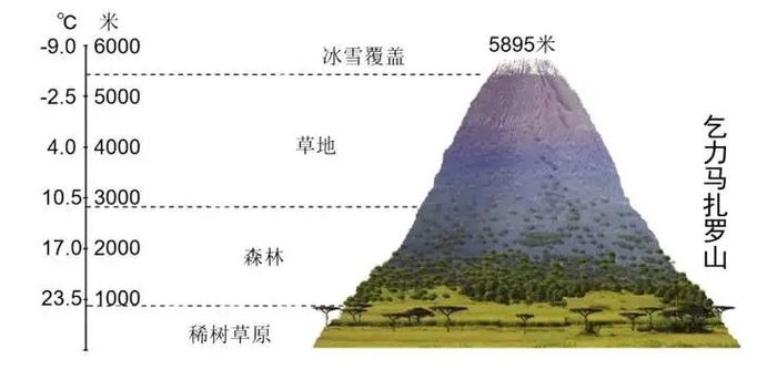 一般从山麓到山顶,类似于从赤道向两极的水平地带性规律,依次出现森林