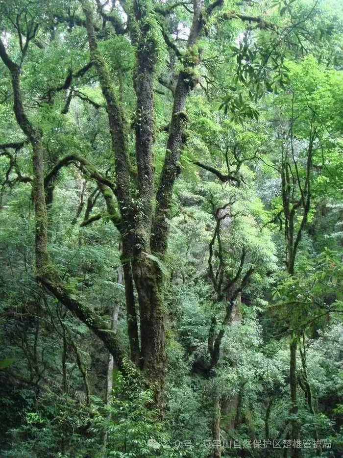 哀牢山保护区。  图源：哀牢山保护区楚雄管护局官方微信公众号