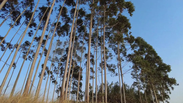 【植被地理】被称为“断子绝孙树”,广西却把它种成了全国第一,凭什么?高考地理中的垂直带谱判读|广西壮族自治区|林业|桉树|雪线|山地_新浪新闻