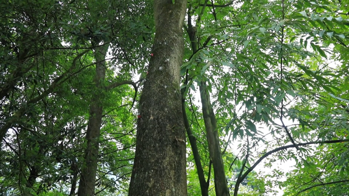 "植物界大熊猫",峨眉山这个珍稀濒危物种进入盛花期