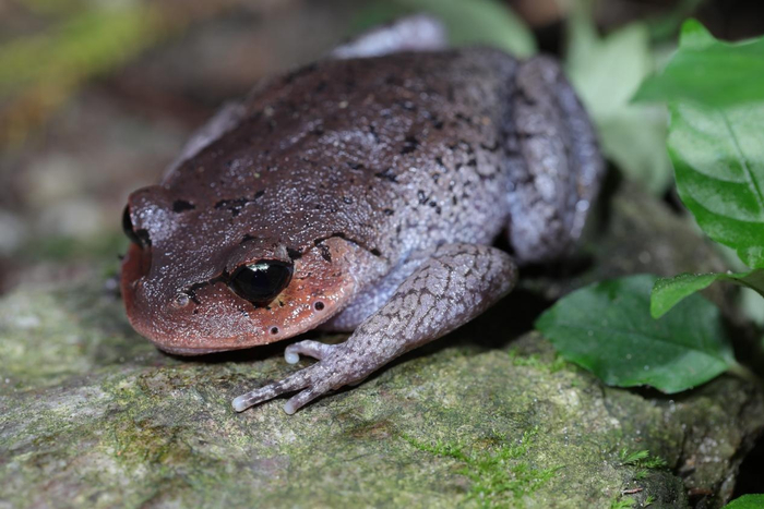 生态环境持续改善 崇安髭蟾首次现身南岳衡山