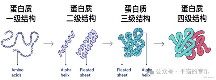 氨基酸空间结构图图片