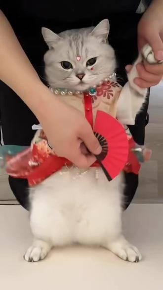 猫手势女照片认证图片