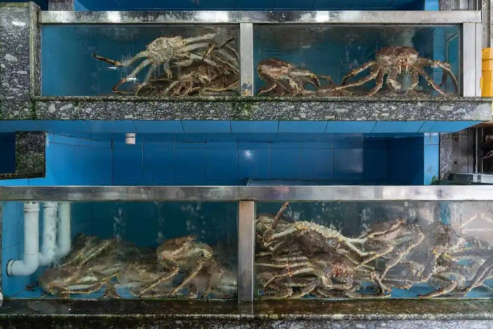 帝王蟹。周宣羽 王一晓 摄