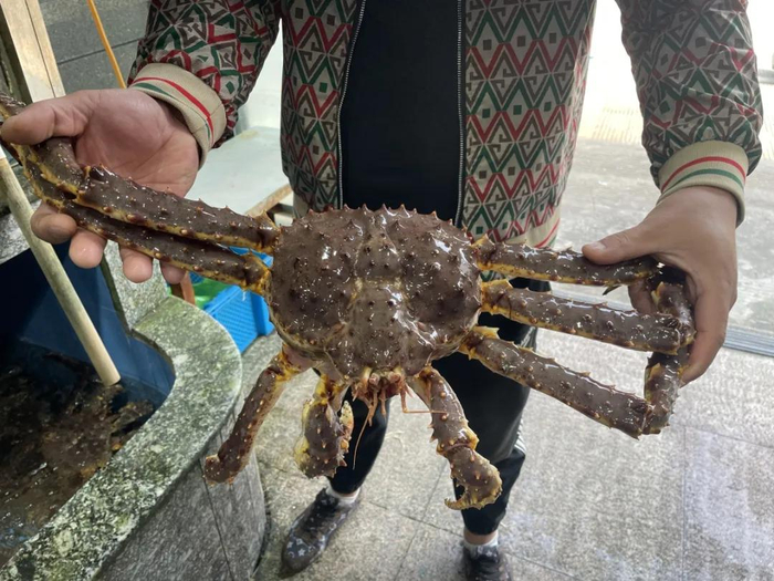 帝王蟹。周宣羽 王一晓 摄