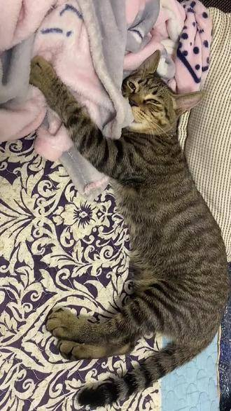 踩奶的憨猫,一脸滑稽样