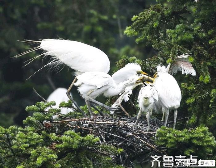 国家二级保护动物白鹭