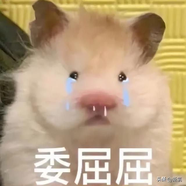 清冷厌世脸配肉感身材？姐硬塞出来的假屁股不会直接断送星途了吧 第23张