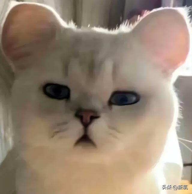 清冷厌世脸配肉感身材？姐硬塞出来的假屁股不会直接断送星途了吧 第17张
