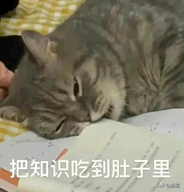 清冷厌世脸配肉感身材？姐硬塞出来的假屁股不会直接断送星途了吧 第25张