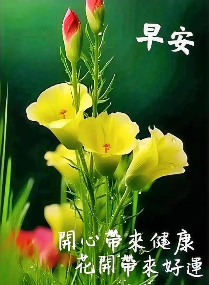 早上好问候暖心房,祝福添吉祥,开心每一天,清晨送安康!