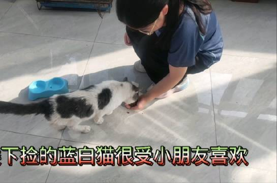 楼下捡到的流浪蓝白猫非常温顺乖巧,特别受小朋友喜爱