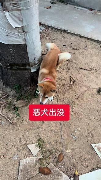 柴犬武士刀图片