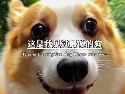 这是我见过最憨的狗狗,它就是飞虎