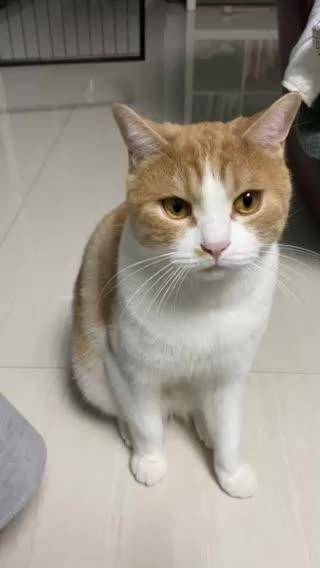 连环巴掌——燕小六!