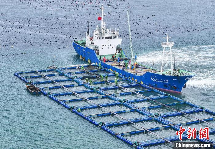 山东荣成2万余尾红鳍东方鲀"包船"出口日本