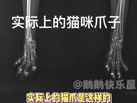 x光下的猫爪竟然是这模样?