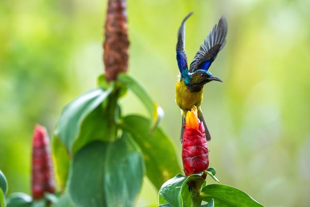 利用预拍摄记录鸟类起飞瞬间 富士X-H2s XF500mmF5.6 ISO 3200 F5.6 1/2000s