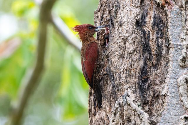 富士X-H2XF500mmF5.6 ISO 2000 F5.6 1/1250s