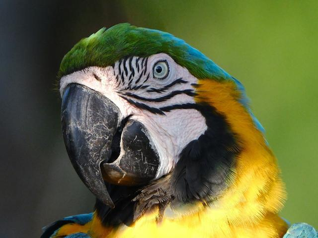 F5.6全开 裁切中心部分镜头中心锐度非常优秀